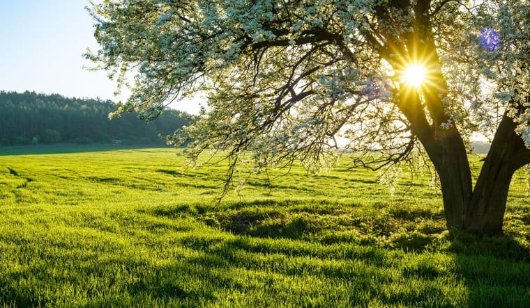 Rays of sun shining through a tree in a meadow.